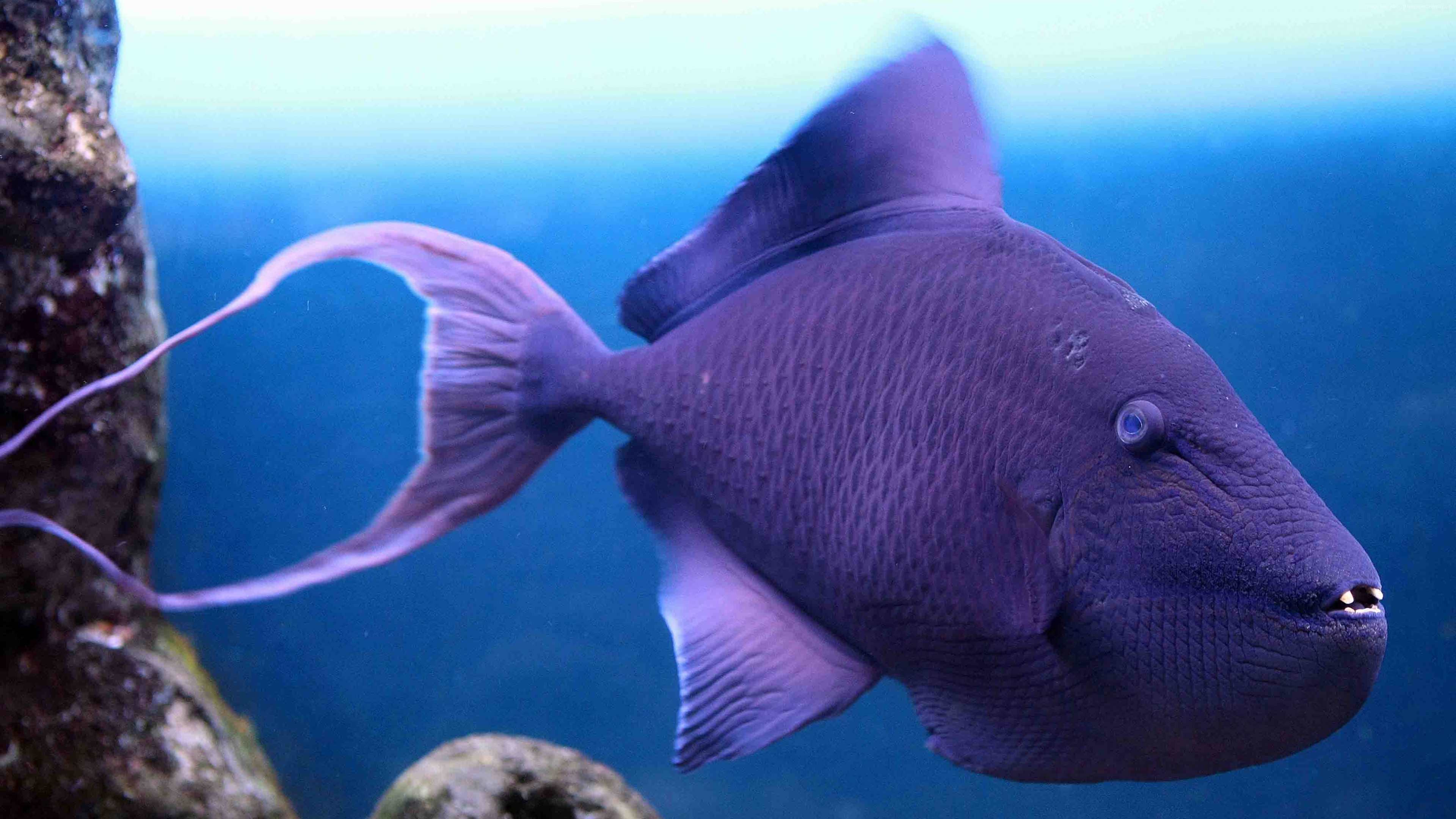 Wallpaper Grey triggerfish, Atlantic, Nova Scotia, Argentina, Mediterranean Sea, west coast of Africa, diving, tourism, purple fish, underwater, blue, Animals
